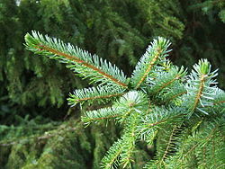 250px picea omorika1
